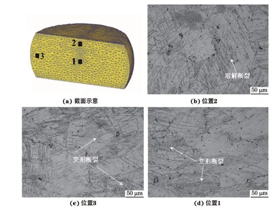 圖３ 在９８０ ℃、應變速率為０．０１０s－１下壓縮至應變量為３０％后GH４１６９合金不同區(qū)域的顯微組織