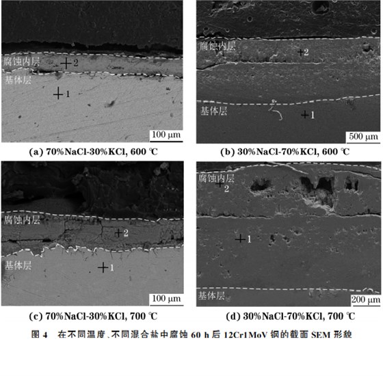 在不同溫度、不同混合鹽中腐蝕６０h后１２Cr１MoV鋼的截面SEM 形貌