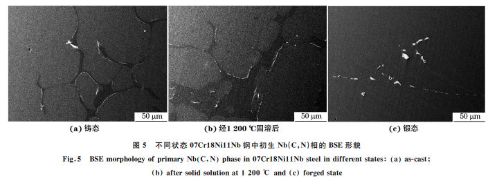 圖5 不同狀態(tài)07Cr18Ni11Nb鋼中初生 Nb(C，N)相的 BSE形貌